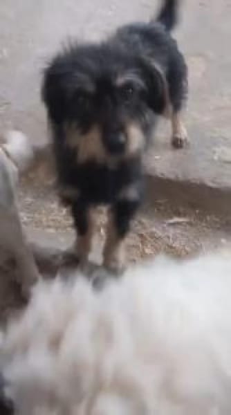 Carina 32 cm (Pflegestelle)