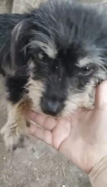 Carina 32 cm (Pflegestelle)