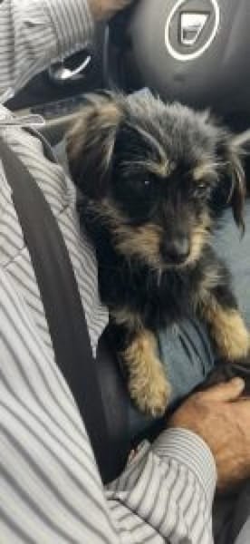 Carina 32 cm (Pflegestelle)