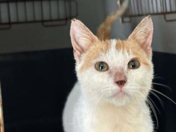 Leni, sanfte Katzenseele, ca. 8 Monate