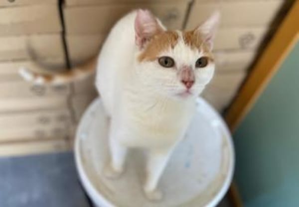 Leni, sanfte Katzenseele, ca. 8 Monate