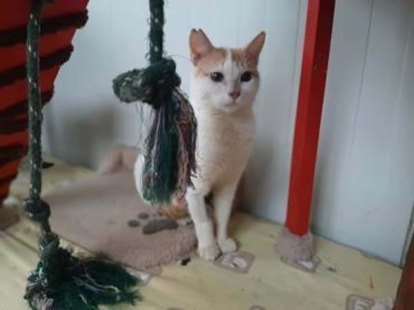 Leni, sanfte Katzenseele, ca. 8 Monate