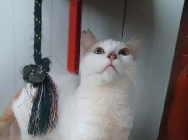 Leni, sanfte Katzenseele, ca. 8 Monate