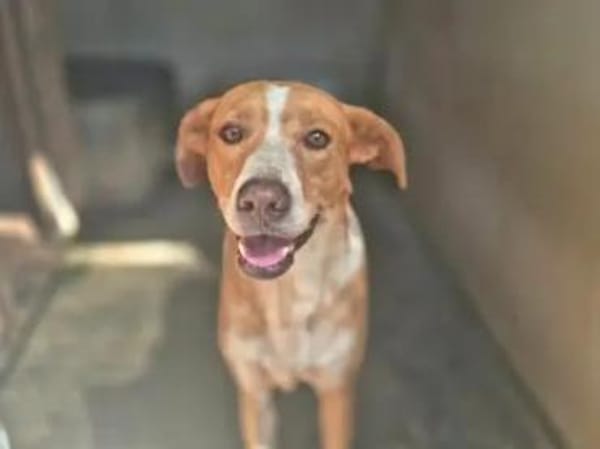 CECIO - ab Mai auf PS in Hamburg