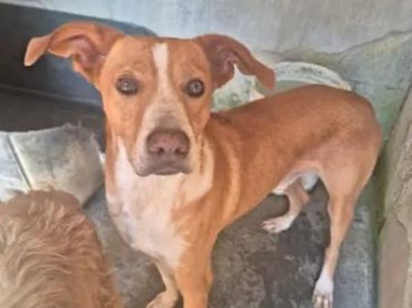 CECIO - ab Mai auf PS in Hamburg