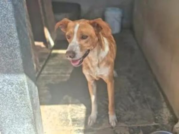 CECIO - ab Mai auf PS in Hamburg