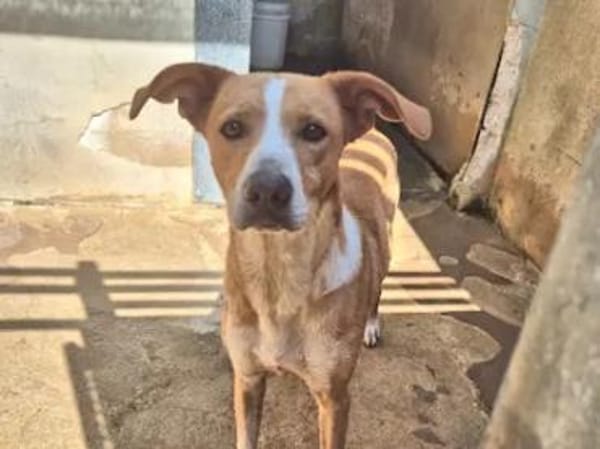 CECIO - ab Mai auf PS in Hamburg