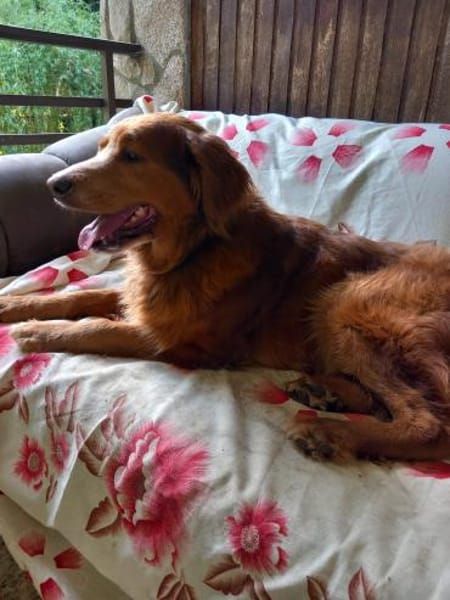 Liebevoller Brownie jetzt in Deutschland