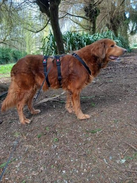 Liebevoller Brownie jetzt in Deutschland