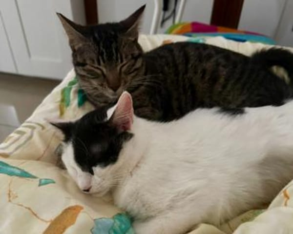 Denise, liebevolles Kuschelherz, ca. 8 M