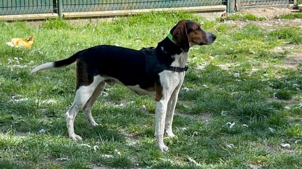 SANGLIER