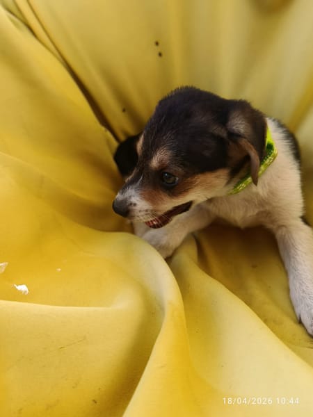 NASH, CHIOT MÂLE BERGER CRÉOLE