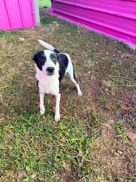 🐾 PANDA, jeune loulou plein de vie 🐾