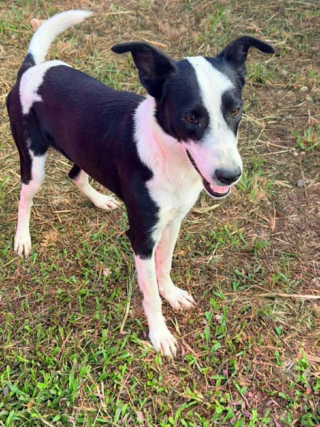 🐾 PANDA, jeune loulou plein de vie 🐾