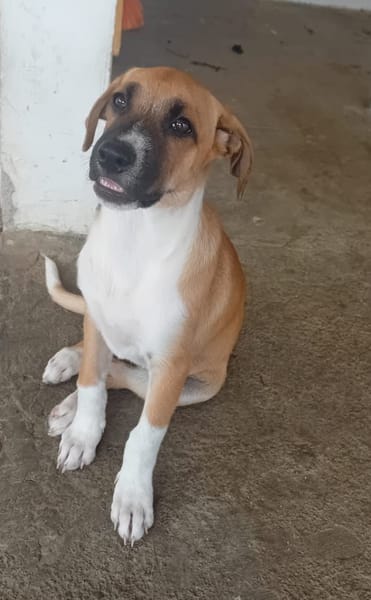 REVLA , CHIOT FEMELLE BERGER CRÉOLE