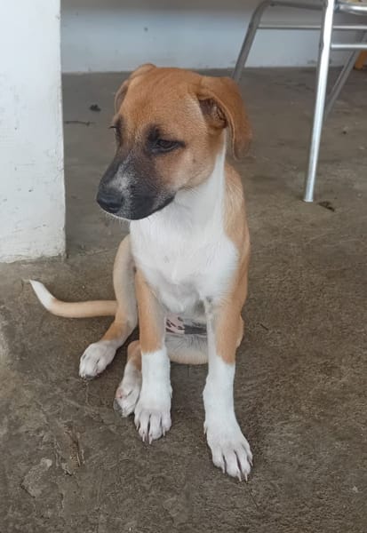 REVLA , CHIOT FEMELLE BERGER CRÉOLE