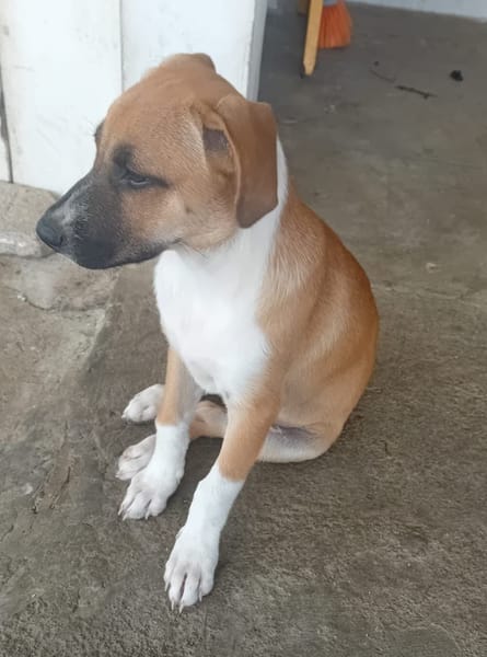 REVLA , CHIOT FEMELLE BERGER CRÉOLE