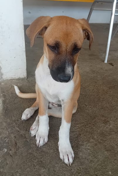 REVLA , CHIOT FEMELLE BERGER CRÉOLE