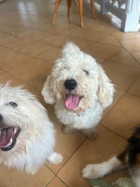 Harry Bichon d'amour