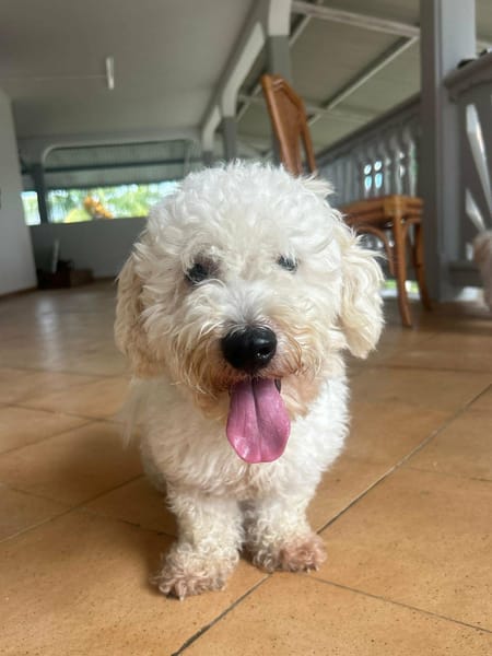 Harry Bichon d'amour