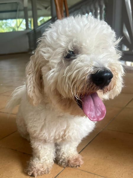 Harry Bichon d'amour