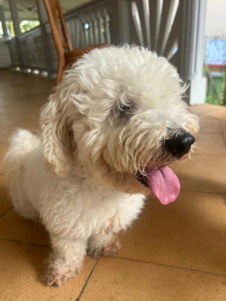 Harry Bichon d'amour