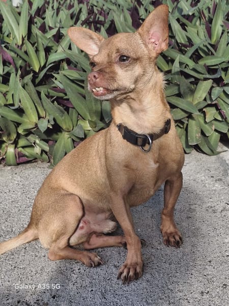 COCO, le chouette créole