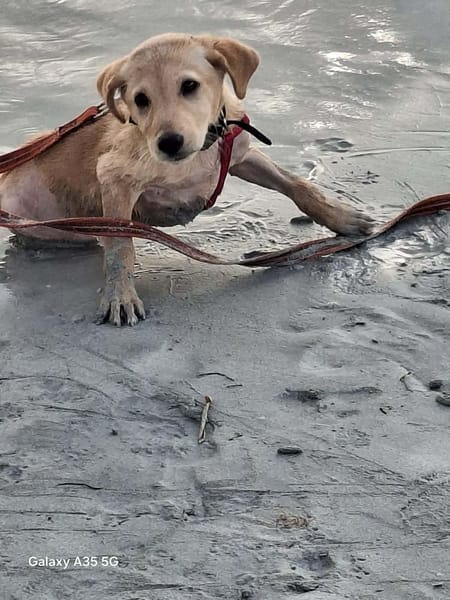 Siréna, la miraculée en pleine forme