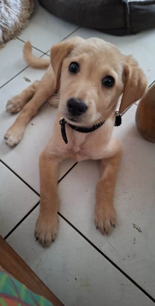 Siréna, la miraculée en pleine forme