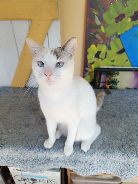 Lily Rose, j'ai tellement envie de vous connaître