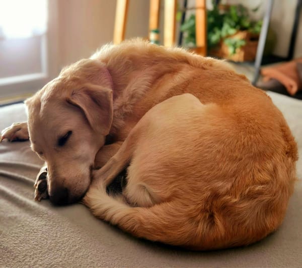 Suzie la belle et douce louloute