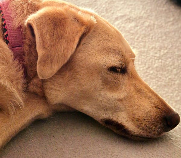 Suzie la belle et douce louloute