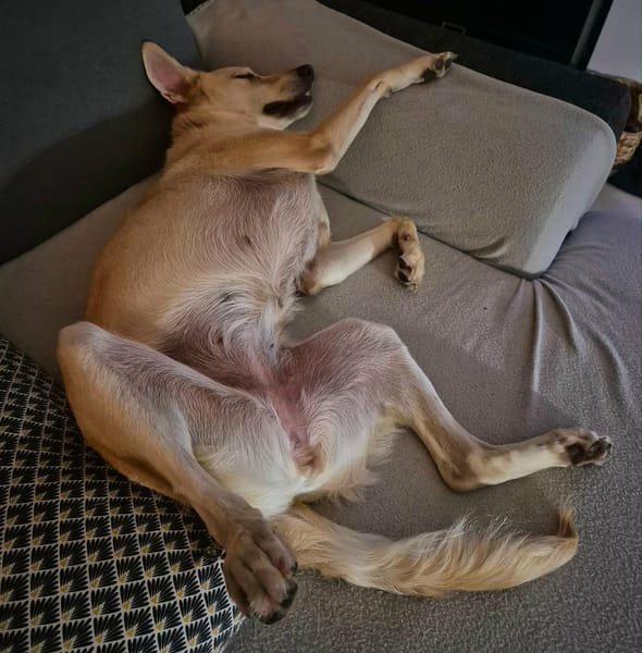 Suzie la belle et douce louloute