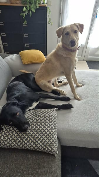 Suzie la belle et douce louloute