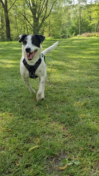 Vador l'adorable petit guerrier tripatte