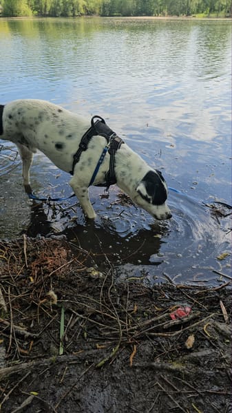 Vador l'adorable petit guerrier tripatte