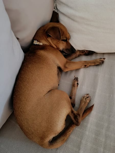 Roxy la mamie coquine