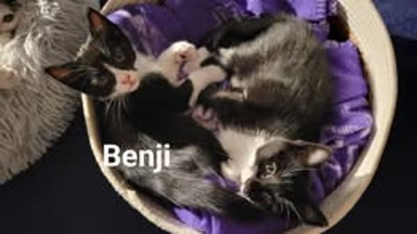 BENJI