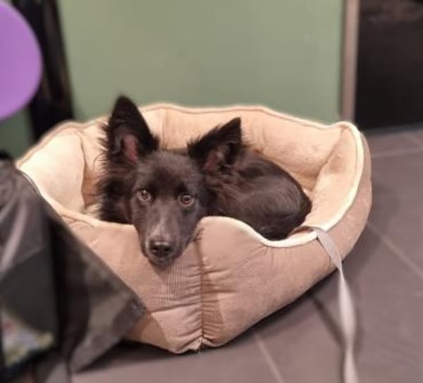 Limo möchte endlich ankommen...