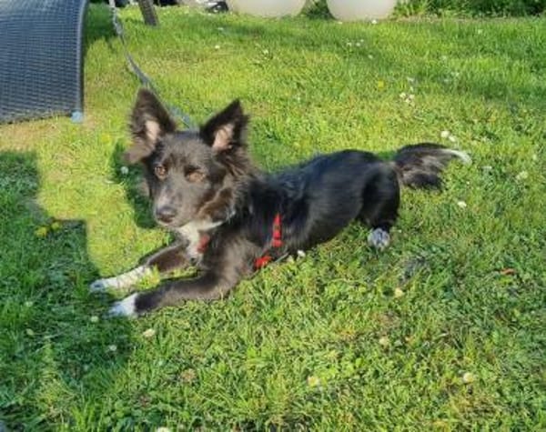 Limo möchte endlich ankommen...