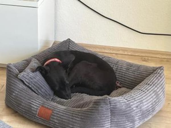 Jogi sucht seine Menschen 🐾🍀