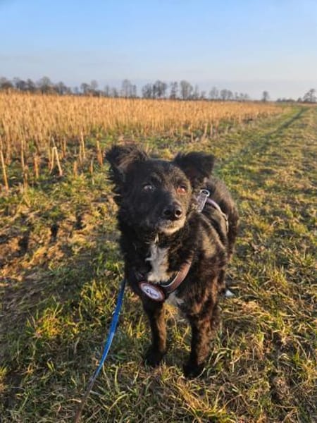 💕Mara💕 sucht ihre Menschen 💕🐾💕