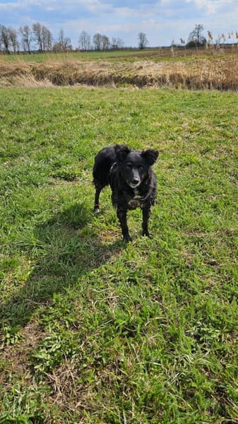 💕Mara💕 sucht ihre Menschen 💕🐾💕