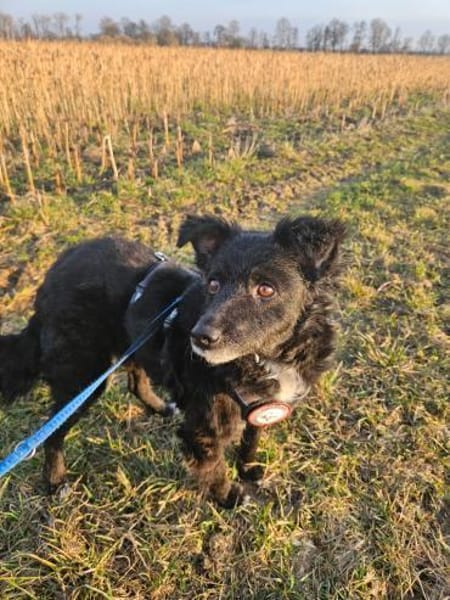 💕Mara💕 sucht ihre Menschen 💕🐾💕