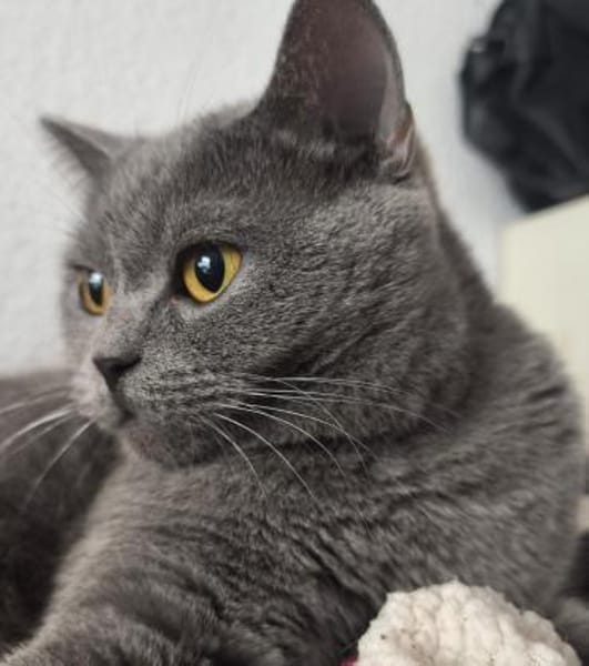 Gordo - hübscher Handicap Kater