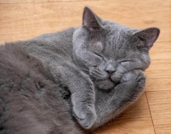 Gordo - hübscher Handicap Kater