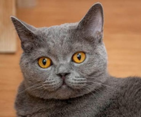 Gordo - hübscher Handicap Kater