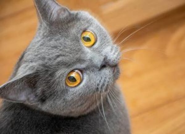 Gordo - hübscher Handicap Kater