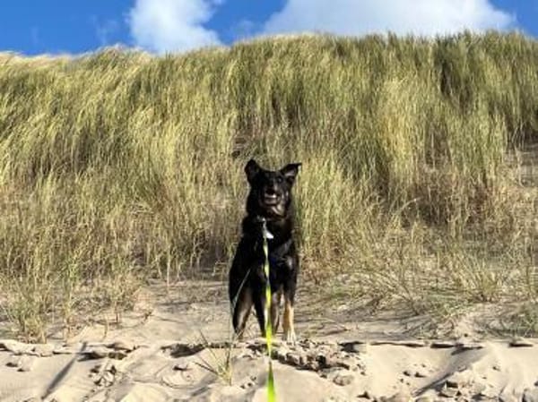 Mowgli - Treuer Schatten 💙