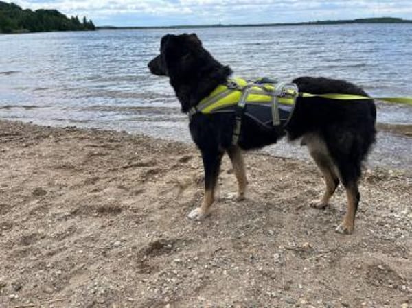 Mowgli - Treuer Schatten 💙